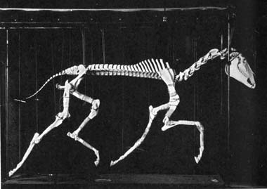 The trotting horse, “Lee Axworthy,” in the first stages of reconstruction