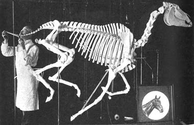 The reconstruction of “Sysonby,” skeleton nearing completion