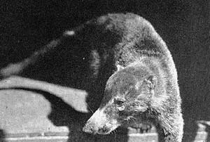 A portrait of the coati