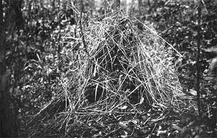 The display ground of a bower bird: This structure of twigs, which is about two feet high and two and a half feet in diameter, has been erected by a single male of the species Amblyornis inornatus. Around this bower the bird dances and makes his display