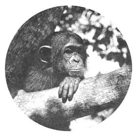 Quiet Contemplation