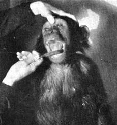 Oral hygiene