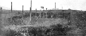 Bison do not always show respect for a fence