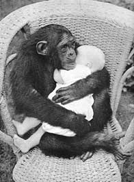 THE MATERNAL INSTINCT