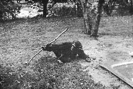 USING A STICK AS A TOOL