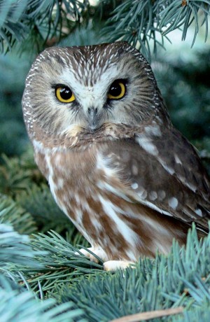 owl in evergreen
