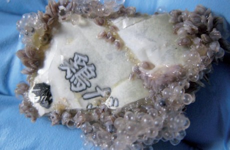 Japanese scrap of plastic