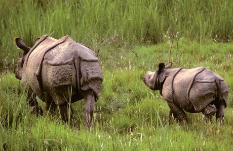 Indian rhinoceros
