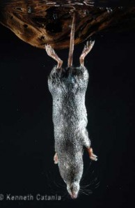 shrew 2