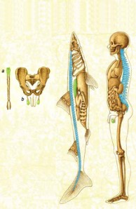 skeleton