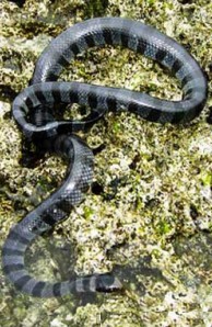 yellow lipped krait