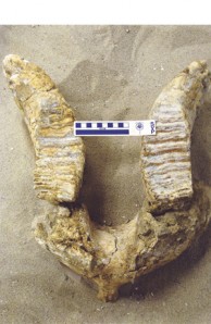 mammoth mandible