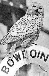 Mascot of the Bowdoin-MacMillan Arctic Expedition