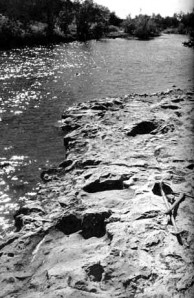 brontosaurus footprints