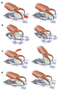 fly foot diagram