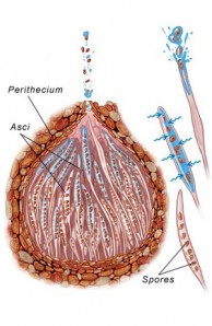 fruiting body