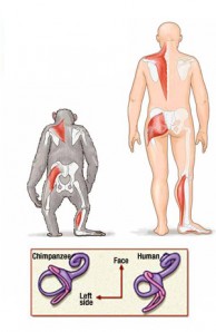 human-chimp