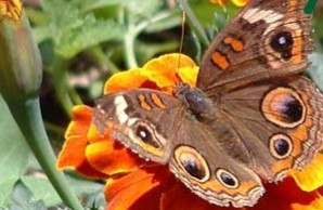 butterfly naturenet