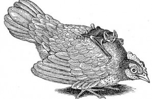 Rooster with Bat on Back