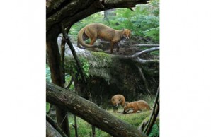 How Dogs Came to Run the World slideshow