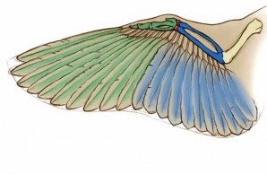 Bird biomechanics