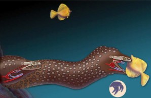 Moray eel