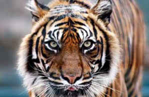 tiger