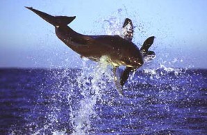 sharks