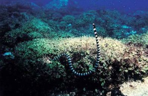 snakes 2