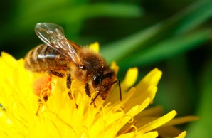 bee pollen