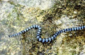 snakes