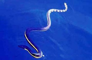 snakes
