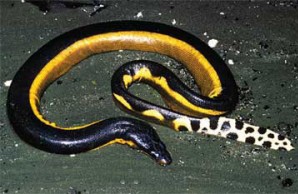 snakes