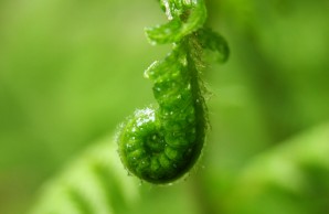 fern
