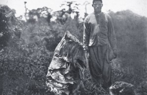 insects congo