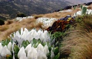 mt. kenya