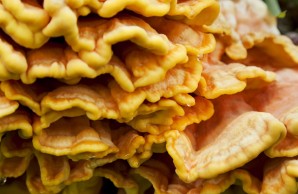 mushrooms