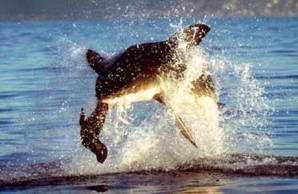 sharks