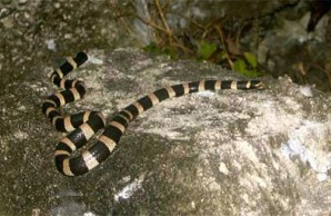 snakes 2