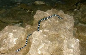 snakes 2