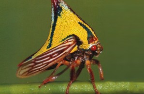 thornbug