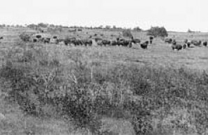 Buffalo Park