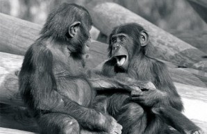 bonobos exhibit "play face"