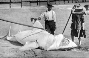 sharks attacks Jersey Shore