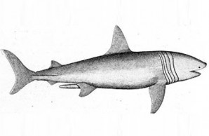 sharks attacks Jersey Shore