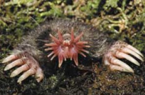 star-nosed mole