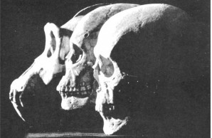 gorilla, Australian aborigine, and modern European skulls