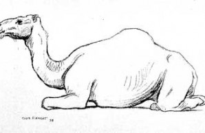 camel illustration