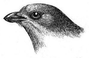 lesser honey guide