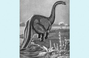 sauropod illustration